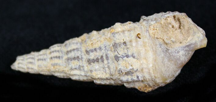 Agatized Gastropod From Morocco - #27022